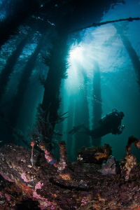 Janine swimming through the pylons of the Old Busselton J... by Mick Tait 